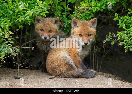 Due simpatici giovani volpi rosse (vulpes vulpes vulpes) emergente dal canneto in primavera Foto Stock