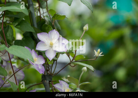 La clematide 'fascino fortunato' fiori Foto Stock