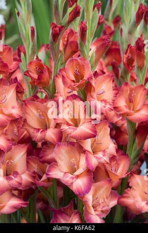 Gladiolus. Gladioli 'antica' fiori su un display floreali a flower show. Regno Unito Foto Stock