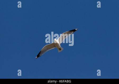 Gabbiano comune (Larus canus) in volo contro il cielo blu Foto Stock