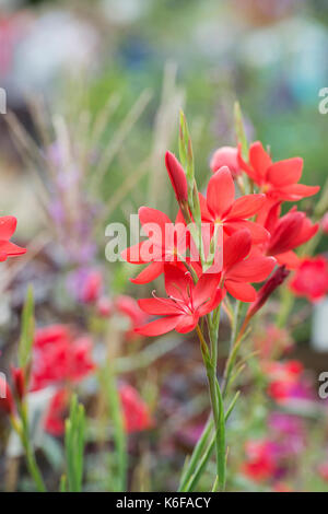 Hesperantha coccinea 'primari'. Schizostylis coccinea 'primari'. Crimson flag lily 'primari'. Giglio Kaffir 'primari' Foto Stock