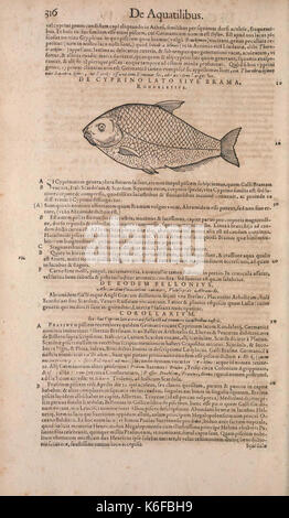 Conradi Gesneri medici Tigurini Historiae animalium liber IV (15544915706) Foto Stock