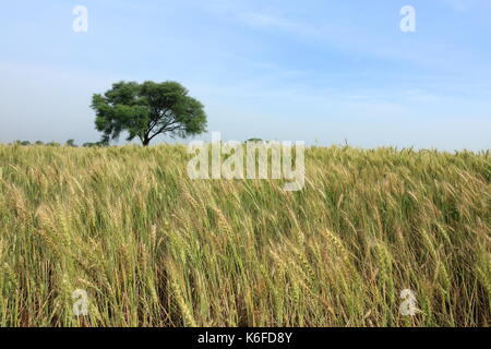 Coltivazione di grano in Pakistan Foto Stock