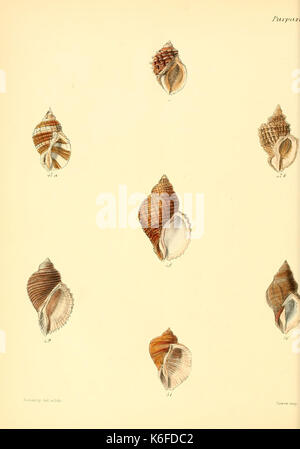 Conchologia iconica, o illustrazioni dei gusci di animali molluscous (10187508516) Foto Stock