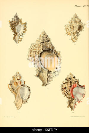 Conchologia iconica, o illustrazioni dei gusci di animali molluscous (10187220316) Foto Stock