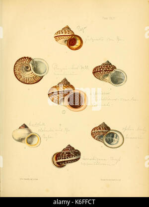 Indiche Conchologia (piastra CXLIV) (8578235326) Foto Stock