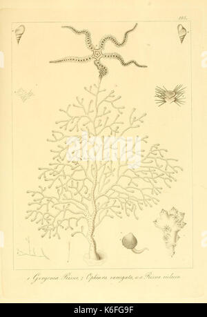 Descrizione e notomia degli animali invertebrati della Sicilia citeriore (piastra 165) (9351831298) Foto Stock
