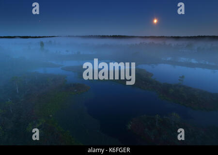 Misty notte estiva in Mannikjärve bog, Endla Riserva Naturale, Estonia Foto Stock