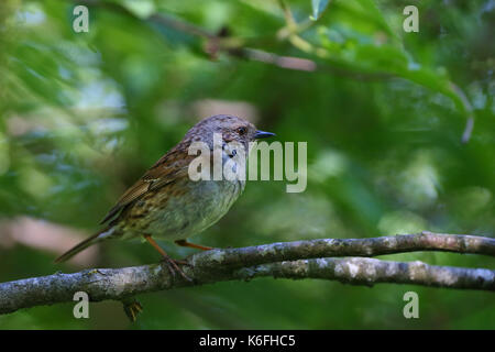 Dunnock, Prunella modularis (Prunelidae), maschio adulto appollaiato sul ramo. Europa Foto Stock