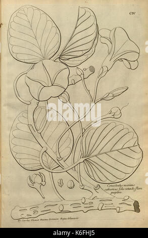 Description des plantes de l'Amerique (Pl. CIV) (8227820424) Foto Stock