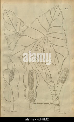 Description des plantes de l'Amerique (Pl. LX) (8227789888) Foto Stock