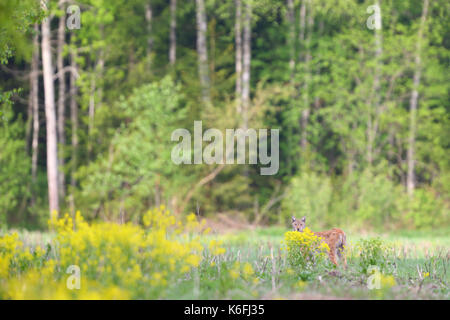 Selvatica e Libera Europea (Lynx Lynx lynx) in Estonia, Europa Foto Stock