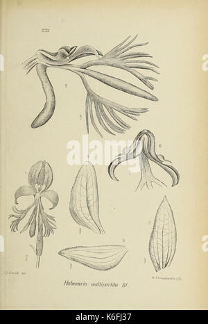 Die Orchideen von Java fig. 22 (1908) Foto Stock