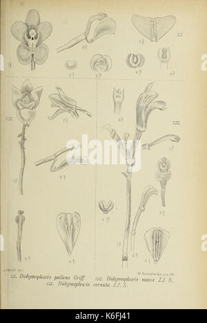 Die Orchideen von Java fig. 51 53 (1908) Foto Stock