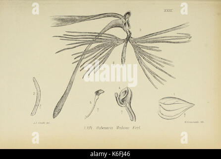 Die Orchideen von Java fig. 24 (1908) Foto Stock