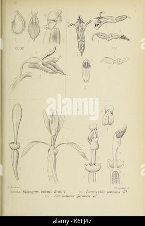 Die Orchideen von Java fig. 39 41 (1908) Foto Stock