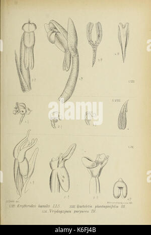 Die Orchideen von Java fig. 57 59 (1908) Foto Stock