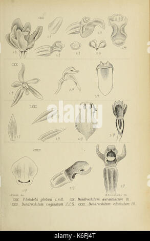 Die Orchideen von Java fig. 119 122 (1909) Foto Stock