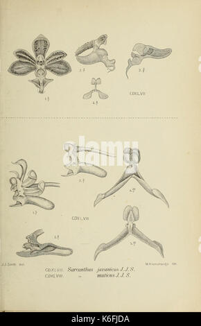 Die Orchideen von Java fig. 447 448 (1912) Foto Stock