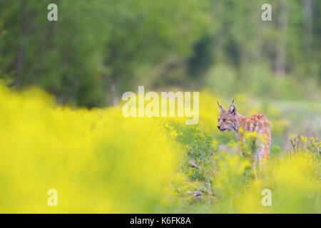 Selvatica e Libera Europea (Lynx Lynx lynx) in Estonia, Europa Foto Stock