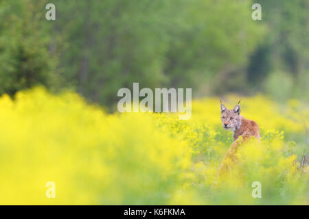 Selvatica e Libera Europea (Lynx Lynx lynx) in Estonia, Europa Foto Stock