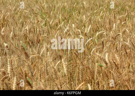 Coltivazione di grano in Pakistan Foto Stock