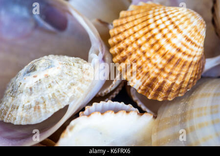 Sfondo con conchiglie di mare. Foto Stock