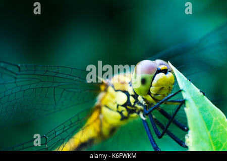 Macro di libellula sulla foglia Foto Stock