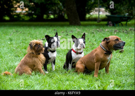 Staffordshire bull terrier, coppia di Boston Terrier & griffon bruxellois / griffon belge, seduti insieme in giardino, Regno Unito Foto Stock