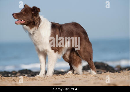 Border Collie cane, sulla spiaggia, UK, rosso e bianco, avviso, ansimando, cercando, in piedi Foto Stock
