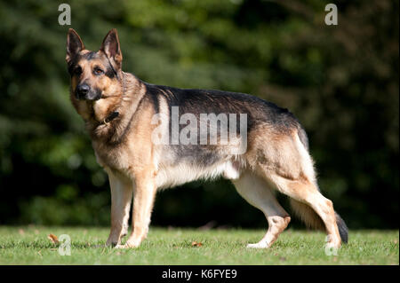 Pastore Tedesco cane, alsaziano, in piedi nel parco, UK, alert cercando Foto Stock