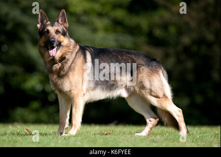 Pastore Tedesco cane, alsaziano, in piedi nel parco, UK, alert cercando Foto Stock