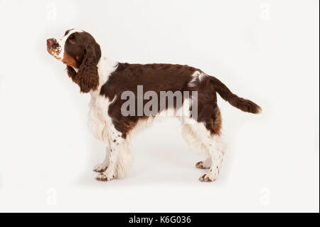 English Springer spaniel cane, in piedi, studio, sfondo bianco Foto Stock