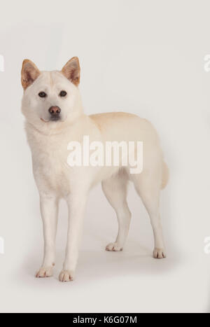 Il coreano jindo cane, in piedi, studio, sfondo bianco Foto Stock