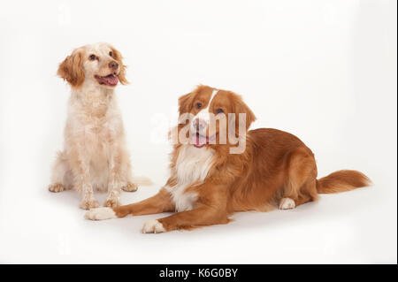 Nova Scotia Duck-Tolling Retriever & cocker spaniel cani, udienza e che stabilisce, studio, sfondo bianco Foto Stock