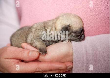 Giovani pug cucciolo, 2 settimane di età, essendo tenuto in mano alle persone Foto Stock