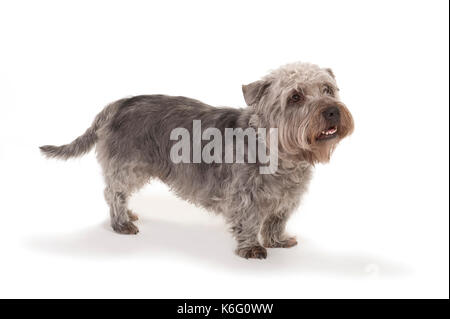 Glen of imaal terrier cane, in piedi, studio, sfondo bianco Foto Stock