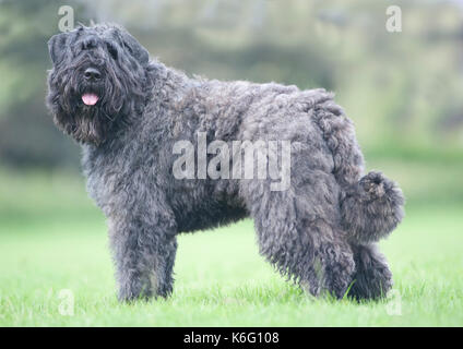Bouvier des Flandres cane, in piedi fuori in park, Regno Unito Foto Stock