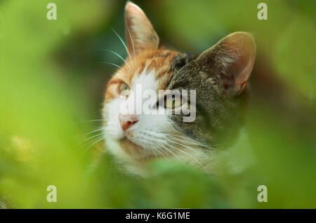 Tartaruga e white cat, seduti in giardino, soft focus verde, nascondendo in boccole, fudge Foto Stock