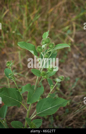 Arctium lappa Foto Stock