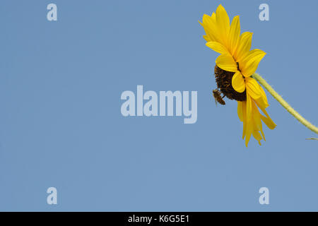 Bee la raccolta del polline di girasole contro il cielo blu Foto Stock