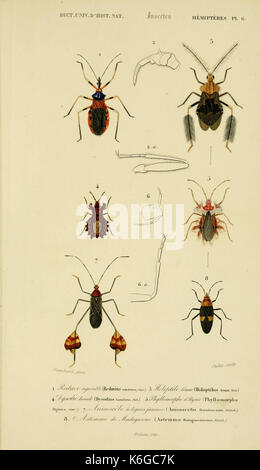 Dictionnaire universel d'histoire Naturelle (Hemipteres Pl. 6) (8714033891) Foto Stock