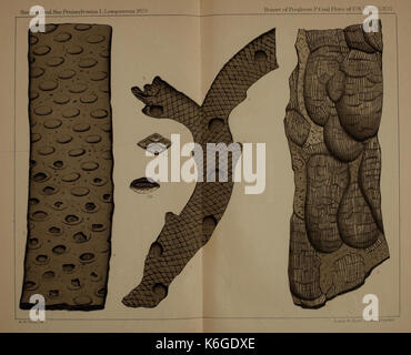 Descrizione del carbone flora del carbonifero formazione in Pennsylvania e in tutto il territorio degli Stati Uniti (piastra lxviii) (22084116506) Foto Stock