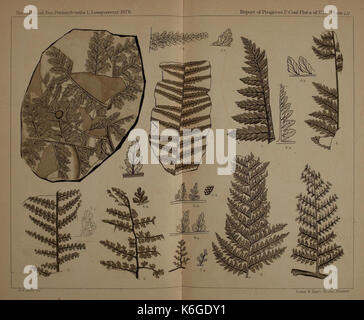 Descrizione del carbone flora del carbonifero formazione in Pennsylvania e in tutto il territorio degli Stati Uniti (piastra LVI) (22084062446) Foto Stock
