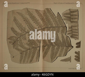Descrizione del carbone flora del carbonifero formazione in Pennsylvania e in tutto il territorio degli Stati Uniti (piastra XXXVII) (22120175691) Foto Stock