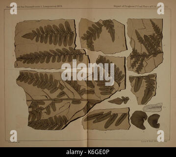Descrizione del carbone flora del carbonifero formazione in Pennsylvania e in tutto il territorio degli Stati Uniti (piastra XIII) (21488873053) Foto Stock