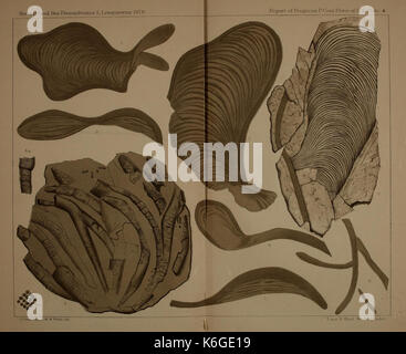 Descrizione del carbone flora del carbonifero formazione in Pennsylvania e in tutto il territorio degli Stati Uniti (piastra) (22109958445) Foto Stock