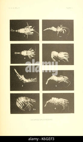 . Crostacei decapodi della costa nord-occidentale del Nord America ...