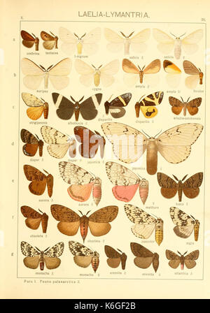 Die Schmetterlinge lordo der Erde (TAF. 20) BHL9921429 Foto Stock