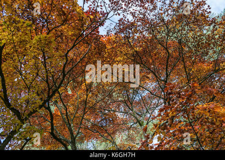 Un siebold's maple (acer sieboldianum) in autunno Foto Stock